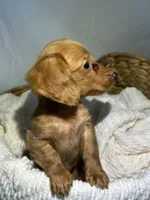 ZENDAYA , a female Miniature Dachshund for sale in Plymouth, IN – 3 of 5