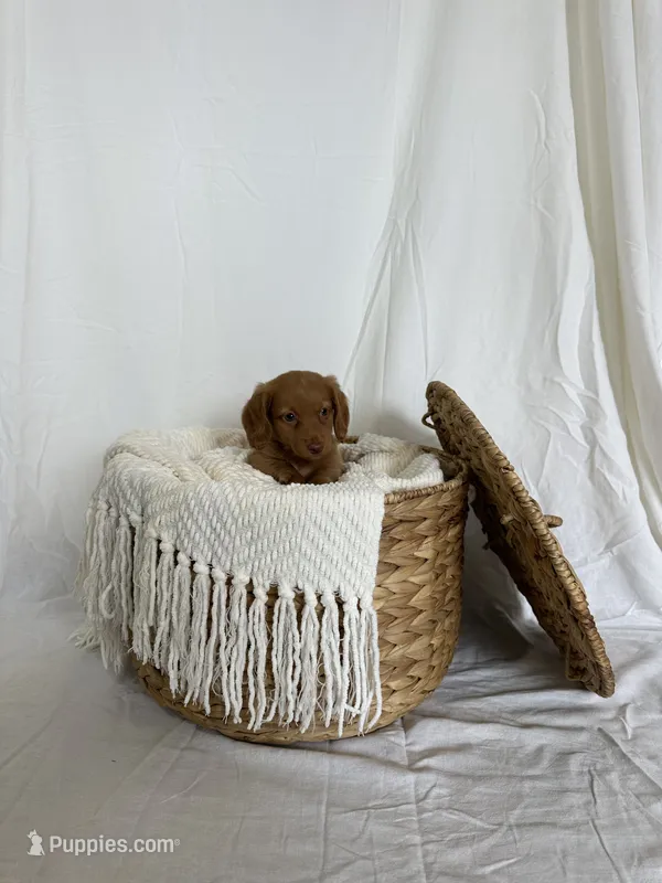 CLARK  – Miniature Dachshund puppy for sale in Plymouth, IN