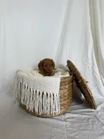 CLARK , a male Miniature Dachshund for sale in Plymouth, IN – 1 of 4