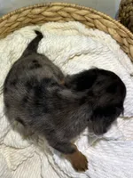 ZARA, a female Miniature Dachshund for sale in Plymouth, IN – 5 of 5
