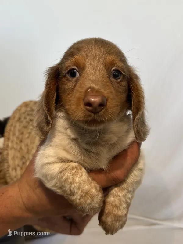 BENTLEY  – Miniature Dachshund puppy for sale in Plymouth, IN