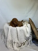 DAHLIA, a female Miniature Dachshund for sale in Plymouth, IN – 2 of 5
