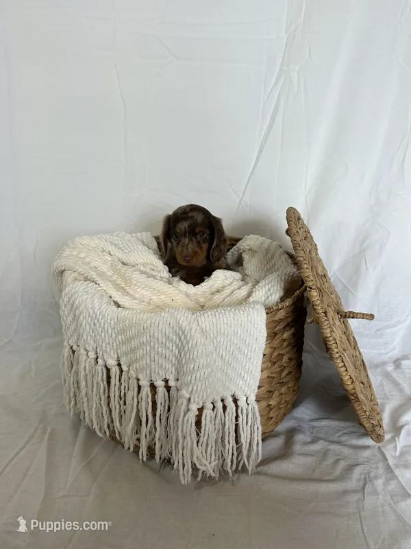 CORBIN – Miniature Dachshund puppy for sale in Plymouth, IN
