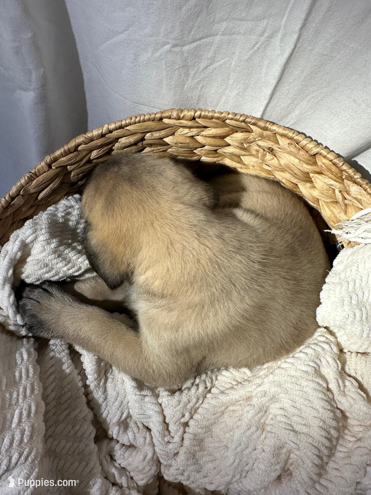 LOLA, a female English Mastiff for sale in Plymouth, IN – Photo 4 of 4