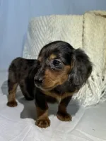ZARA, a female Miniature Dachshund for sale in Plymouth, IN – 4 of 5