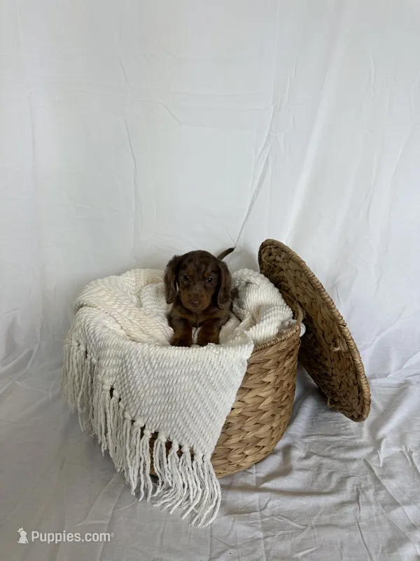 CLAY – Miniature Dachshund puppy for sale in Plymouth, IN