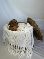ZENDAYA , a female Miniature Dachshund for sale in Plymouth, IN – 2 of 5