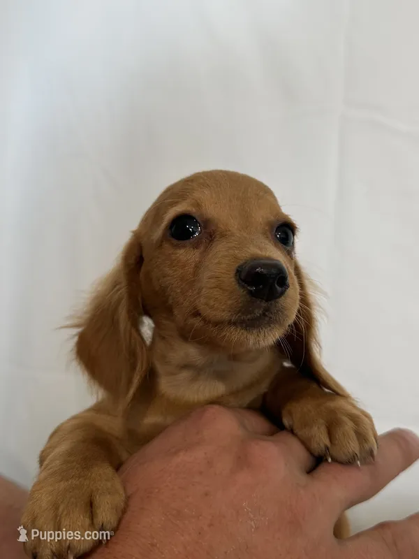 MAX – Miniature Dachshund puppy for sale in Plymouth, IN