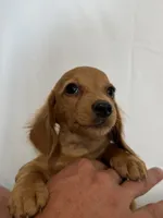 MAX, a male Miniature Dachshund for sale in Plymouth, IN – 1 of 5