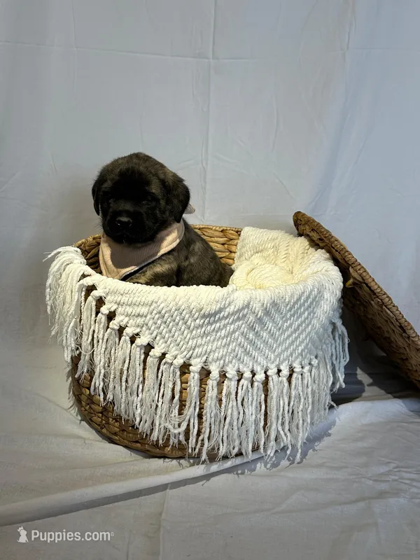 LOUIE  – English Mastiff puppy for sale in Plymouth, IN