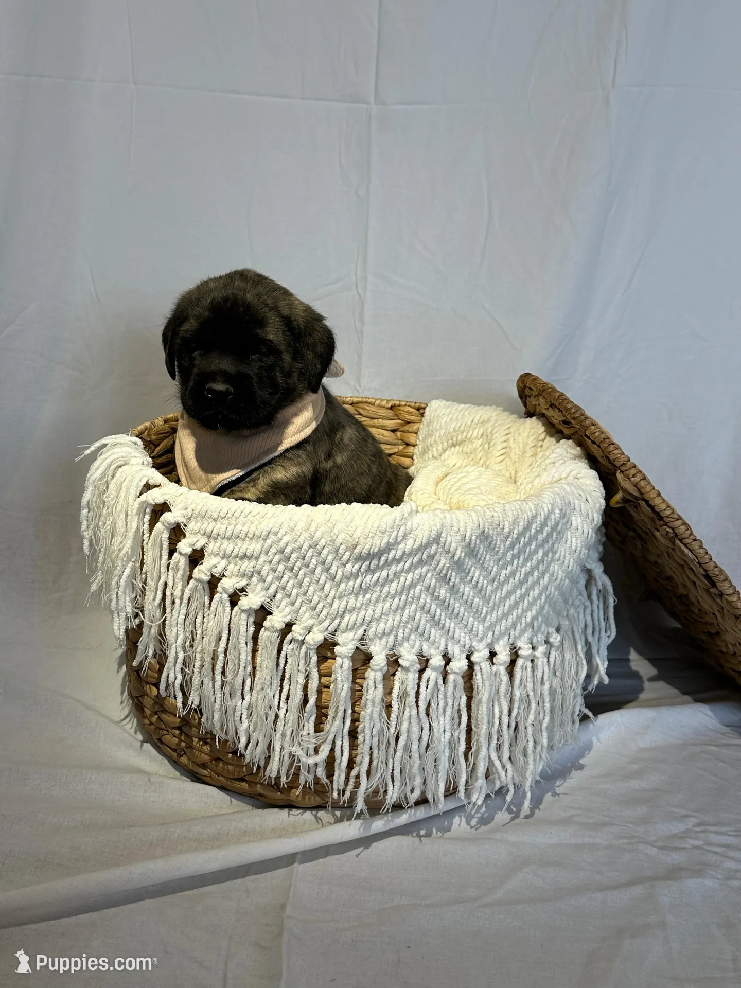 LOUIE , a male English Mastiff for sale in Plymouth, IN – Photo 1 of 4