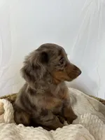 CLARA , a female Miniature Dachshund for sale in Plymouth, IN – 2 of 4