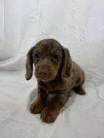 CLAY, a male Miniature Dachshund for sale in Plymouth, IN – 3 of 4