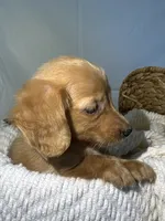 ZION , a male Miniature Dachshund for sale in Plymouth, IN – 3 of 5