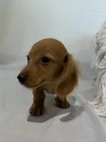 MAX, a male Miniature Dachshund for sale in Plymouth, IN – 4 of 5