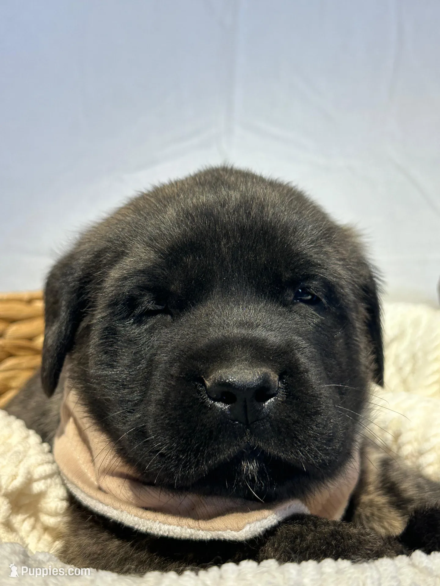 LOUIE , a male English Mastiff for sale in Plymouth, IN – Photo 2 of 4