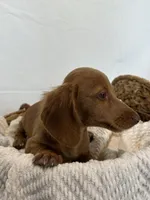 MILTON , a male Miniature Dachshund for sale in Plymouth, IN – 3 of 5
