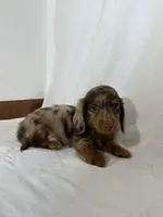 CORBIN, a male Miniature Dachshund for sale in Plymouth, IN – 3 of 4
