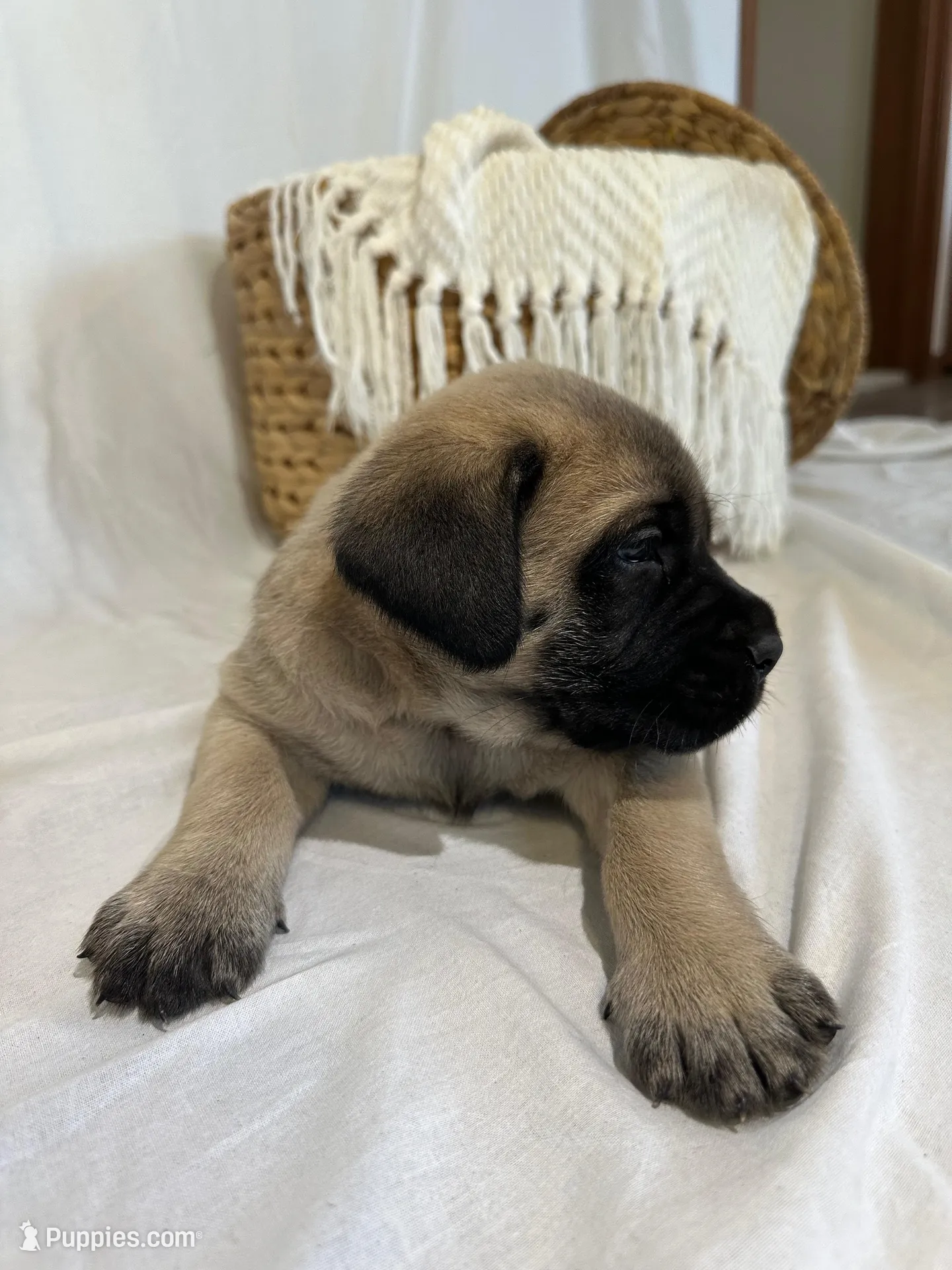 LOLA, a female English Mastiff for sale in Plymouth, IN – Photo 3 of 4
