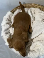 MILTON , a male Miniature Dachshund for sale in Plymouth, IN – 5 of 5