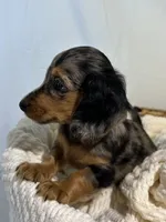 ZOEY , a female Miniature Dachshund for sale in Plymouth, IN – 3 of 5