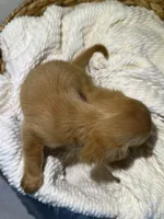 ZION , a male Miniature Dachshund for sale in Plymouth, IN – 5 of 5