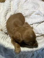 ZACK, a male Miniature Dachshund for sale in Plymouth, IN – 5 of 5
