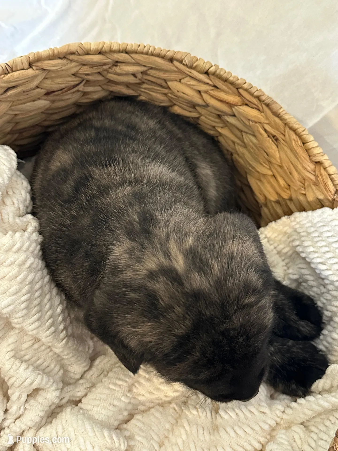 LOUIE , a male English Mastiff for sale in Plymouth, IN – Photo 4 of 4