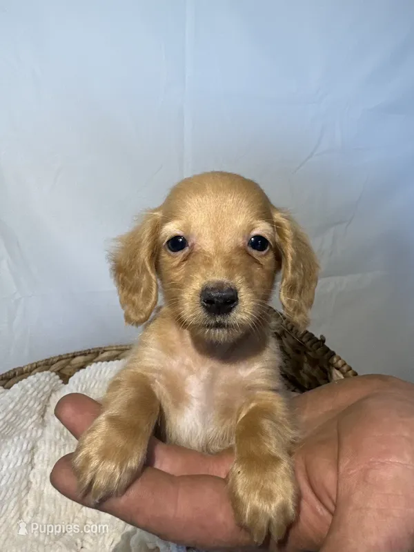 ZION  – Miniature Dachshund puppy for sale in Plymouth, IN