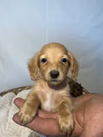 ZION , a male Miniature Dachshund for sale in Plymouth, IN – 1 of 5
