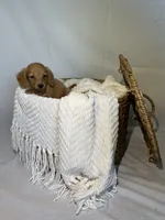 ZION , a male Miniature Dachshund for sale in Plymouth, IN – 2 of 5
