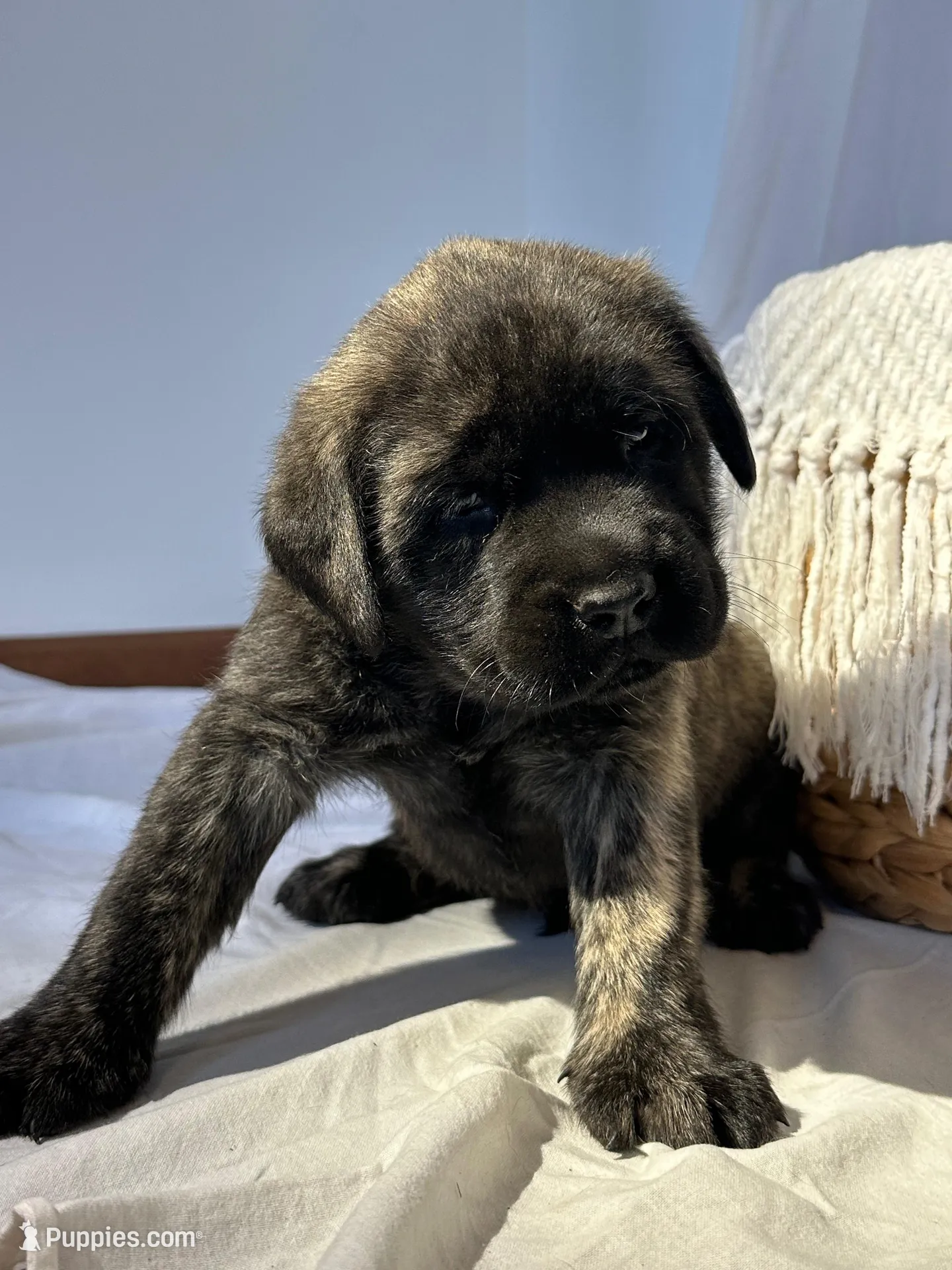 LOUIE , a male English Mastiff for sale in Plymouth, IN – Photo 3 of 4