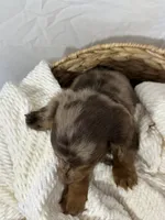 CORBIN, a male Miniature Dachshund for sale in Plymouth, IN – 4 of 4
