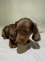 DAKOTA, a male Miniature Dachshund for sale in Plymouth, IN – 4 of 5