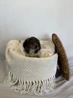 BELLA , a female Miniature Dachshund for sale in Plymouth, IN – 2 of 5