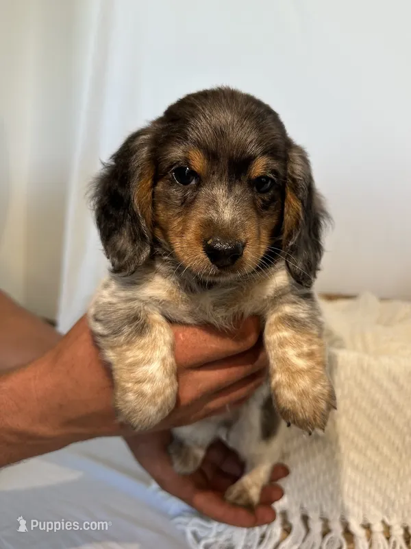 BELLA  – Miniature Dachshund puppy for sale in Plymouth, IN