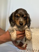 BELLA , a female Miniature Dachshund for sale in Plymouth, IN – 1 of 5
