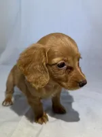 ZENDAYA , a female Miniature Dachshund for sale in Plymouth, IN – 4 of 5