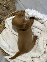 DAHLIA, a female Miniature Dachshund for sale in Plymouth, IN – 5 of 5