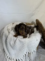 DAISY, a female Miniature Dachshund for sale in Plymouth, IN – 2 of 5