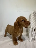 DAHLIA, a female Miniature Dachshund for sale in Plymouth, IN – 4 of 5