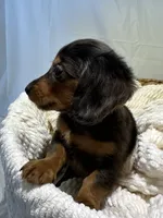 ZARA, a female Miniature Dachshund for sale in Plymouth, IN – 3 of 5