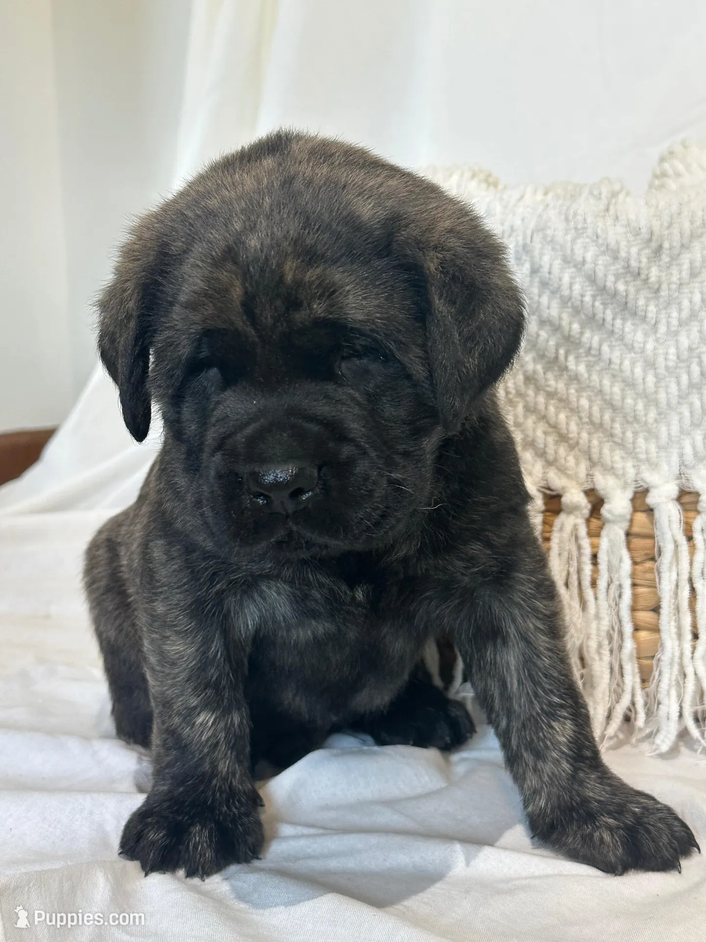 LEO , a male English Mastiff for sale in Plymouth, IN – Photo 3 of 4