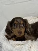 DAISY, a female Miniature Dachshund for sale in Plymouth, IN – 3 of 5