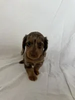 CHLOE, a female Miniature Dachshund for sale in Plymouth, IN – 3 of 4