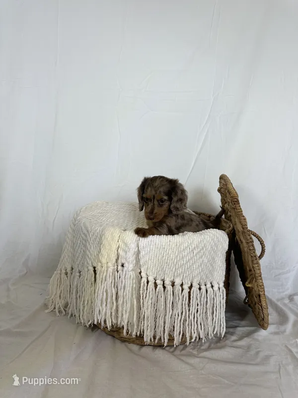CHLOE – Miniature Dachshund puppy for sale in Plymouth, IN