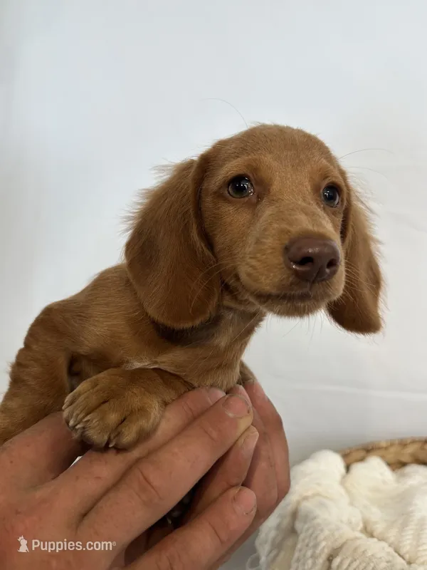 MILTON  – Miniature Dachshund puppy for sale in Plymouth, IN