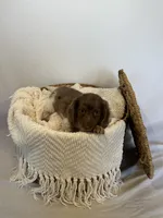 BENTLEY , a male Miniature Dachshund for sale in Plymouth, IN – 2 of 5