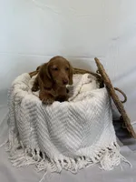 MILTON , a male Miniature Dachshund for sale in Plymouth, IN – 2 of 5