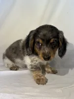BELLA , a female Miniature Dachshund for sale in Plymouth, IN – 3 of 5